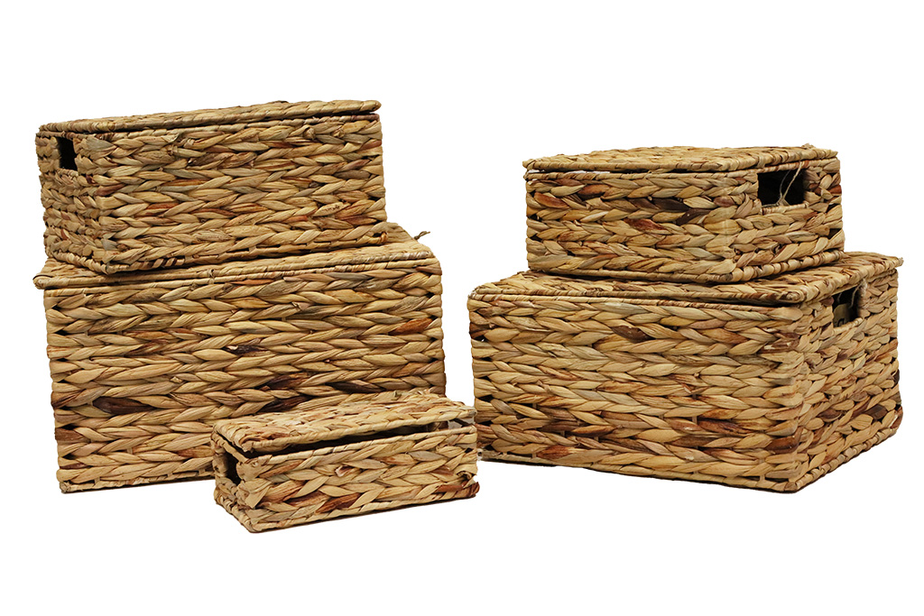 Coffret séquoia s/5