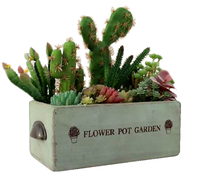 Caja flowers for garden