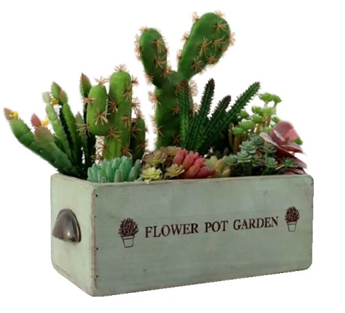 Caja flowers for garden