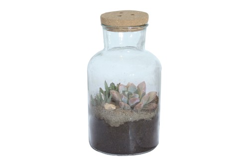 Terarrio de cristal con cubierta de corcho (plantas inluidas)